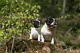 BOULEDOGUE FRANCAIS 1052